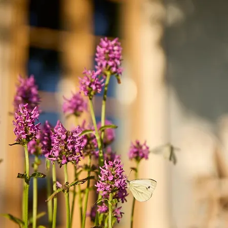 Oda ve Kahvaltı Icce Borbirtok - Wine, Dine & Rest